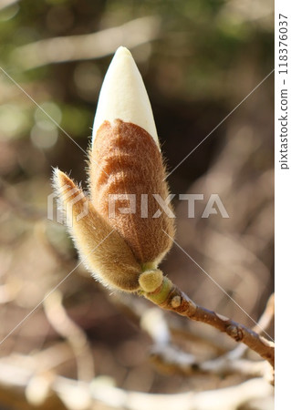 White Magnolia buds, spring, tree flowers, close-up White Magnolia buds, spring, tree flowers, close-up 118376037