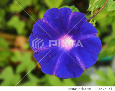 Morning glory Morning glory 118376231