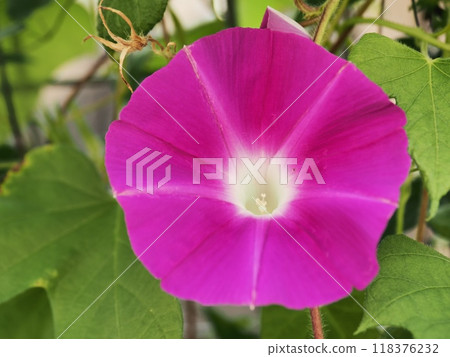 紅色牽牛花 118376232