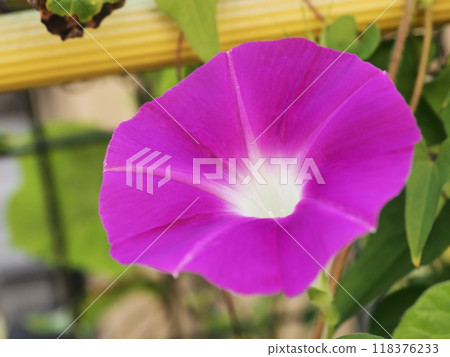 紅色牽牛花 118376233