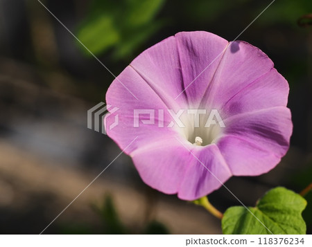 粉紅色的牽牛花 118376234