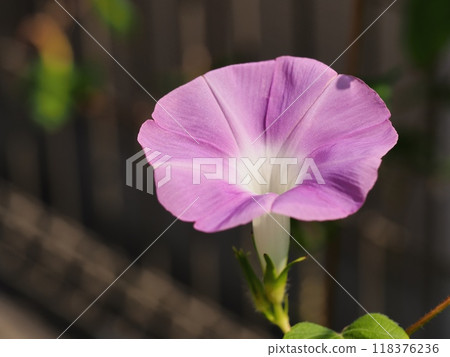 Pink morning glory 118376236