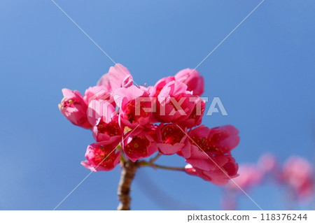 台灣猩紅色櫻花，深粉紅色櫻花，特寫 118376244