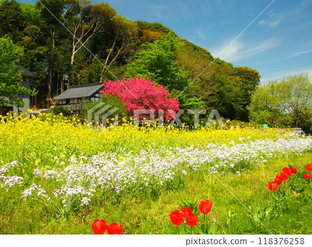 里山風景與春天的花朵和桃花 118376258