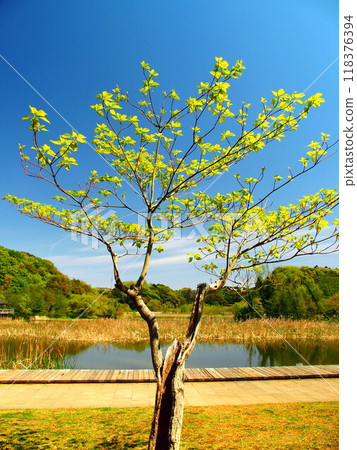 21st century forest and square landscape in spring with fresh green trees with hollow trunks 21st century forest and square landscape in spring with fresh green trees with hollow trunks 118376394
