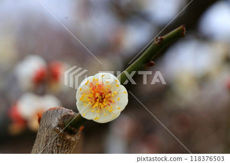 白梅花 118376503
