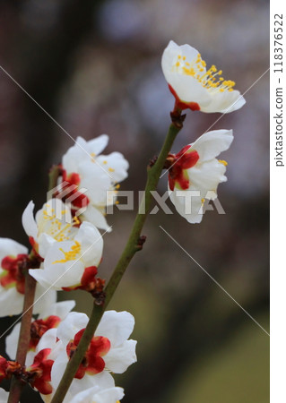 white plum blossom white plum blossom 118376522