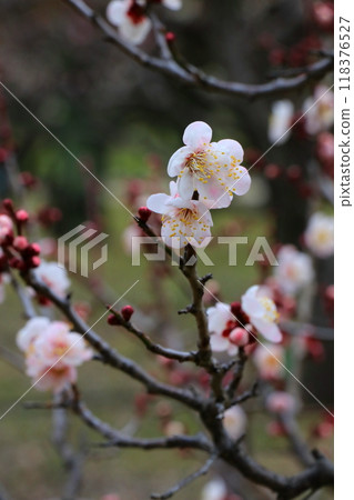 white plum blossom white plum blossom 118376527