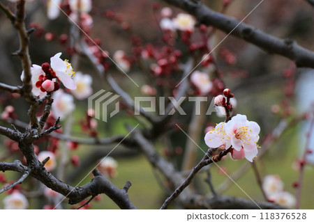 Plum blossoms starting to bloom 118376528