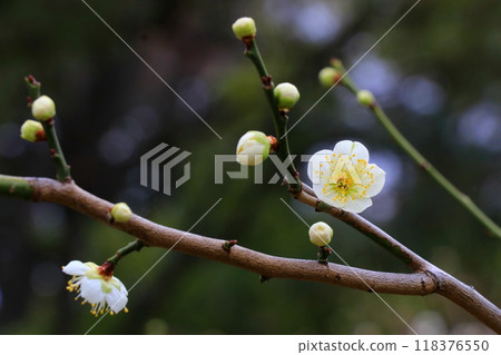 白梅花 白梅花 118376550