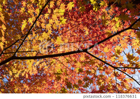 Autumn leaves of maple 118376631