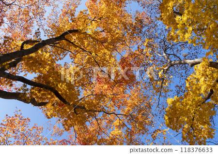 Autumn leaves of maple 118376633