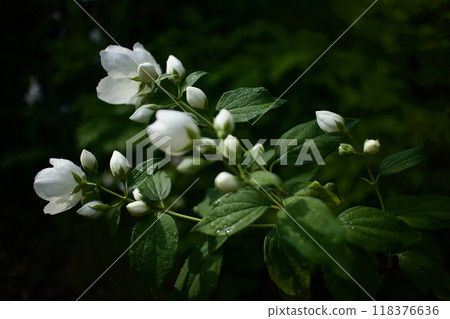 May 21 (2024) Umehana Utsugi blooms. The flower language is "elegance," "recollection," and "fragrance." 118376636
