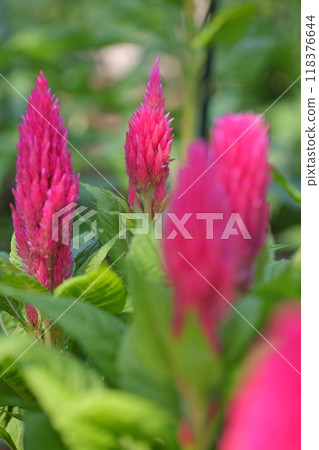 Cockscomb flower 118376644