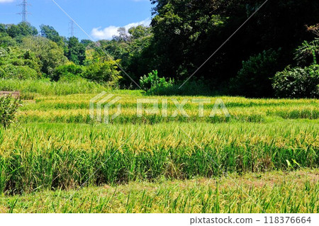 Harvest is near - Rice ears ripe and full - Narabaiyato Harvest is near - Rice ears ripe and full - Narabaiyato 118376664