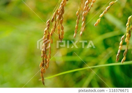 Harvest is near - Rice ears ripe and full - Narabaiyato Harvest is near - Rice ears ripe and full - Narabaiyato 118376671