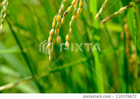 Harvest is near - Rice ears ripe and full - Narabaiyato Harvest is near - Rice ears ripe and full - Narabaiyato 118376672