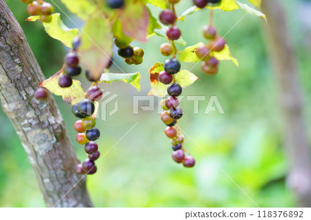 Summer haze, Kohaze fruit 118376892