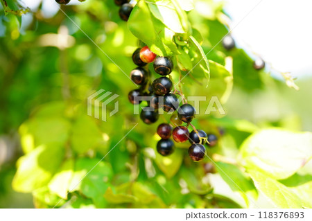 Summer haze, Kohaze fruit 118376893