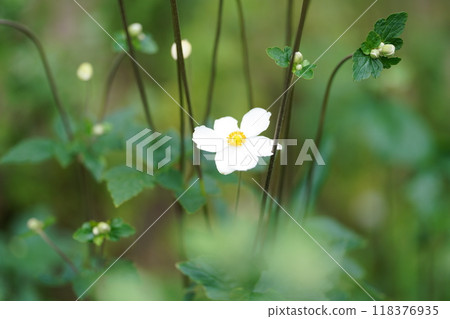 Shumayigiku Shumayigiku 118376935