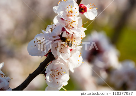 Bee on flowers of apricot tree 118377087