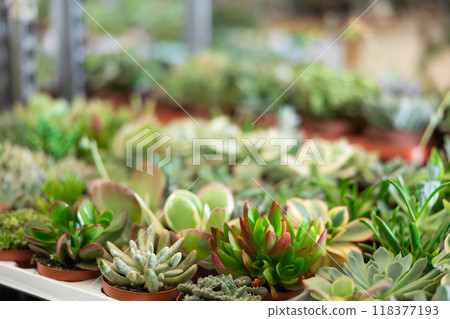 Cultivated cactuses in a row at flower market Cultivated cactuses in a row at flower market 118377193