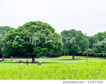 A refreshing park with green grass 118377281