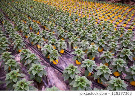 Potted ornamental Helianthus in hothouse 118377303