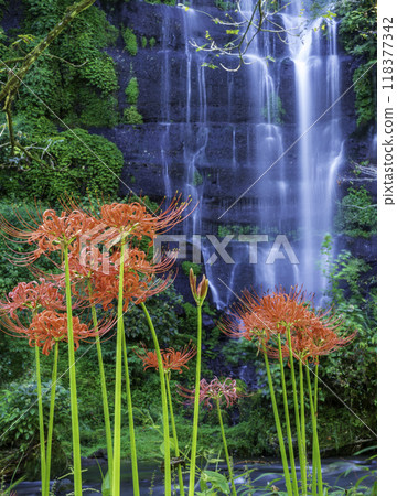 都留市太郎次郎瀑布和彼岸花 118377342