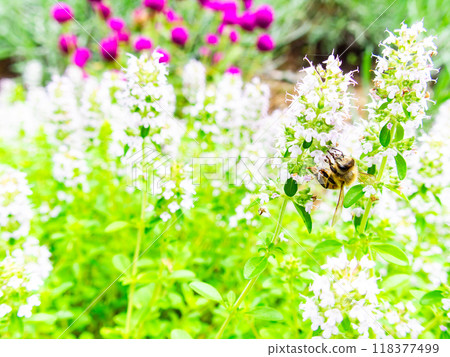 A cute honeybee collecting nectar from blooming wild thyme A cute honeybee collecting nectar from blooming wild thyme 118377499