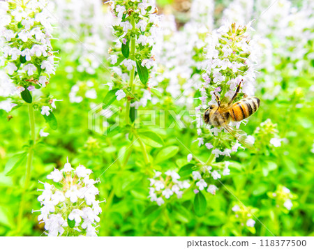 A cute honeybee collecting nectar from blooming wild thyme A cute honeybee collecting nectar from blooming wild thyme 118377500