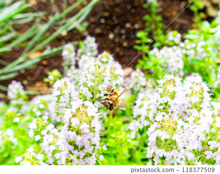 A cute honeybee collecting nectar from blooming wild thyme A cute honeybee collecting nectar from blooming wild thyme 118377509