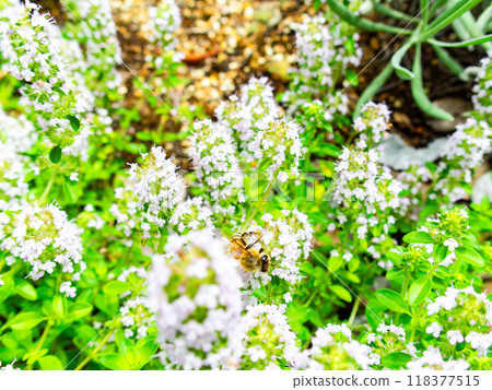 A cute honeybee collecting nectar from blooming wild thyme A cute honeybee collecting nectar from blooming wild thyme 118377515