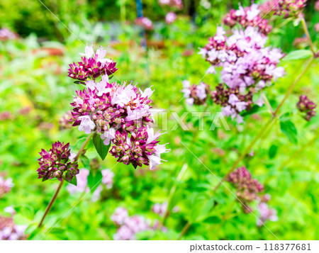 Oregano in full bloom: View of a herb garden Oregano in full bloom: View of a herb garden 118377681