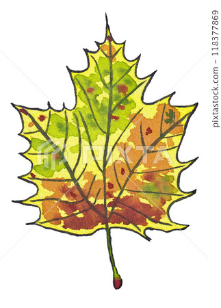 Hand-painted watercolor painting (etegami) "Autumn leaves of a plane tree" Hand-painted watercolor painting (etegami) "Autumn leaves of a plane tree" 118377869