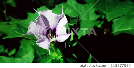 Flowers Datura common close-up very delicate and beautiful Flowers Datura common close-up very delicate and beautiful 118377923