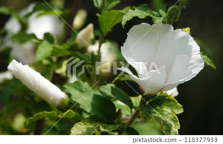 Flowers Hibiscus syriacus is a perennial plant, family Malvaceae 118377933