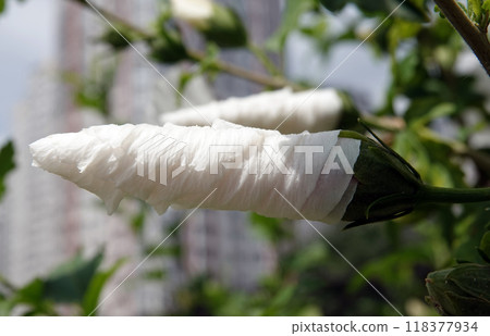 Flowers Hibiscus syriacus is a perennial plant, family Malvaceae Flowers Hibiscus syriacus is a perennial plant, family Malvaceae 118377934
