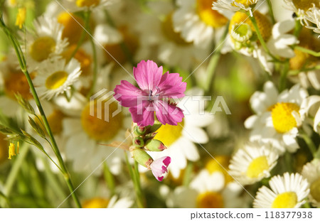 Carnation Borbash pink flowers close up 118377938