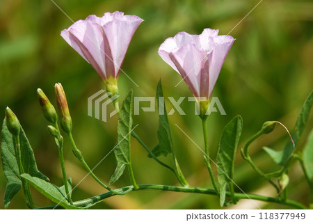 Flowers birch, bindweed, bindweed, dodder, dodder, fence entwining, bells, quiver, mouse fire, wicker, scatter, plumage, God's cup, wild hops 118377949