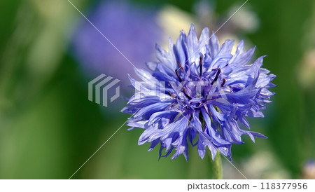 Flowers Cornflower blue or cornflower is an annual herbaceous meadow plant, a species of the genus Cornflower, the Valerian family 118377956