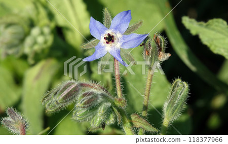 Flower Borage, or Borage grass, or Borage grass medicinal, or Borage, or Borage, or Borache, Borago officinalis flowering plants, genus Borage of the Borage family Boraginaceae 118377966