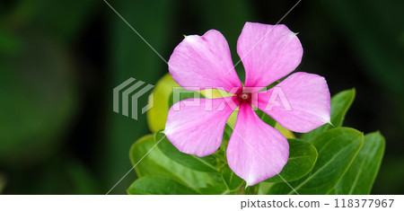 Flowers of the herbaceous periwinkle during the flowering period in spring 118377967