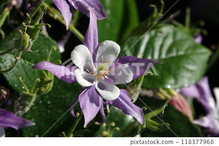 Flowers Aquilegia or Columbine close-up beautiful and delicate 118377968
