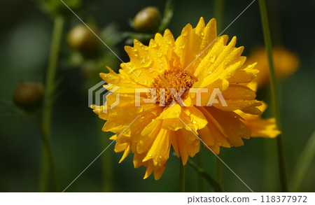 Coreopsis lanceolata flower is an annual herbaceous plant of the Asteraceae family 118377972