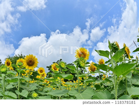 清爽的夏日天空和向日葵花 清爽的夏日天空和向日葵花 118378181