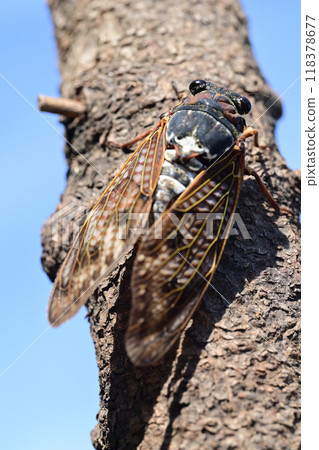 Brown cicada 118378677