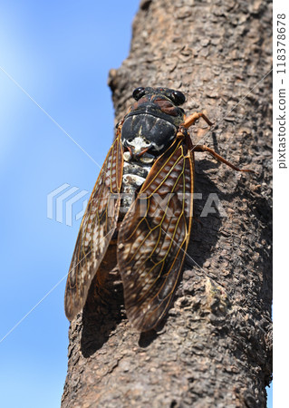 Brown cicada 118378678