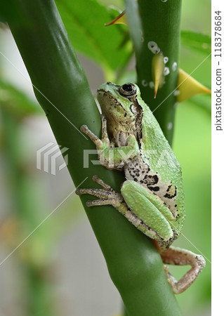 樹蛙 樹蛙 118378684