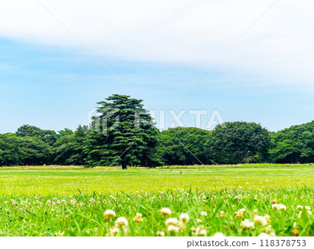 A refreshing park with green grass 118378753